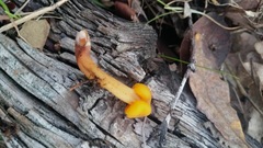 Cudonia spathulata