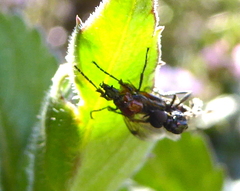 Dilophus strigilatus