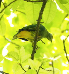 Dwarf Fruit-Dove photo 2