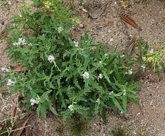 Matthiola parviflora