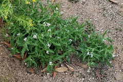 Matthiola parviflora