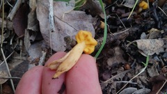 Cudonia spathulata
