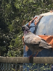 Columba livia domestica