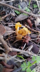 Cudonia spathulata