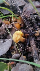 Cudonia spathulata