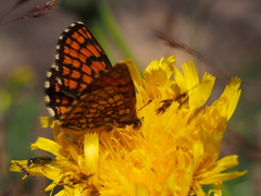 Melitaea athalia