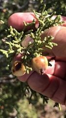 Walshomyia juniperina