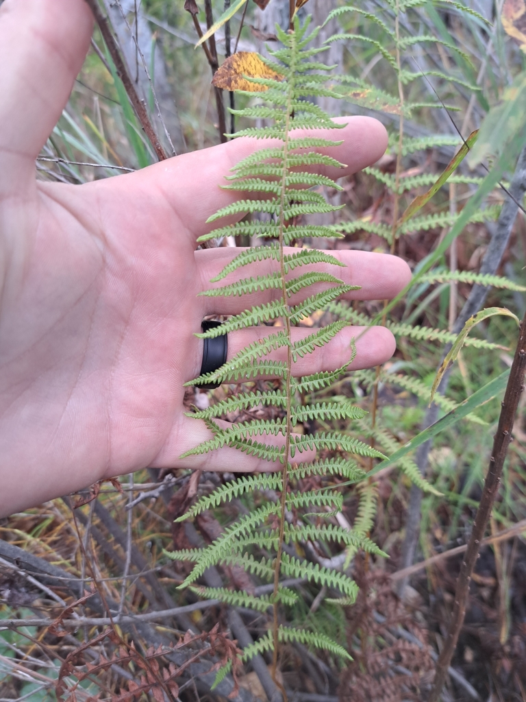 marsh fern from Blind River, ON P0R 1B0, Canada on October 5, 2023 at