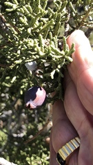 Walshomyia juniperina