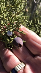 Walshomyia juniperina