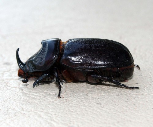 Coconut Rhinoceros Beetle