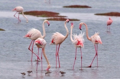 Phoenicopterus roseus