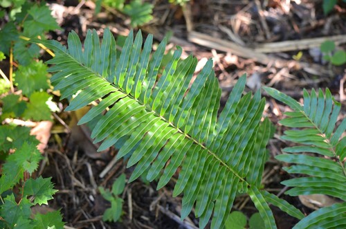 Toothed midsorus fern (Telmatoblechnum serrulatum)
