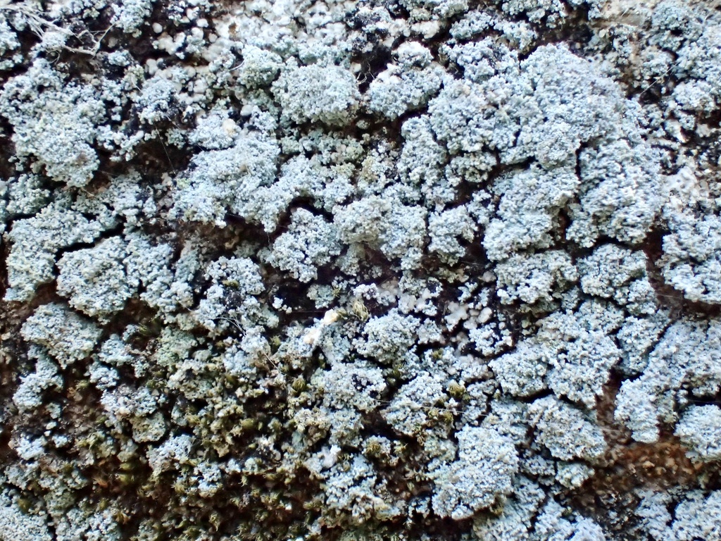 Leprocaulon quisquiliare from Laguna Coast Wilderness Park, Laguna ...