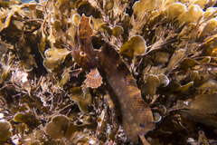 Cristiceps aurantiacus