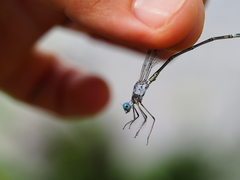 Lestes praemorsus