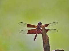 Camacinia gigantea