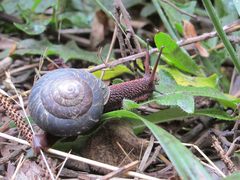 Monadenia subcarinata