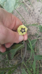 Physalis cinerascens spathulifolia