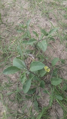 Physalis cinerascens spathulifolia