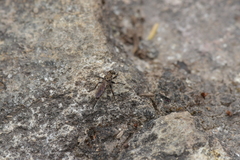 Neoitamus melanopogon