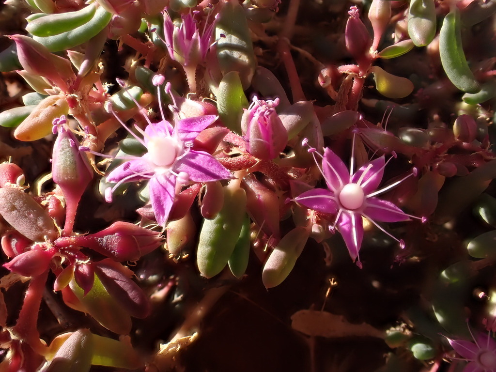 Trianthema cusackianum