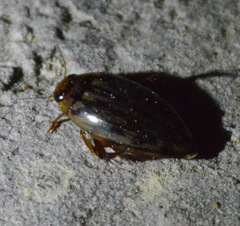 Coptotomus