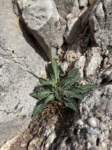 shortfruit evening primrose