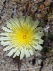 Malacothrix glabrata