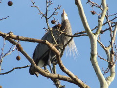 Ardea herodias