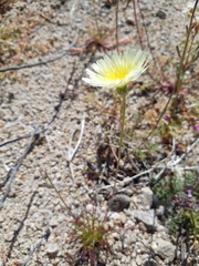 Malacothrix glabrata