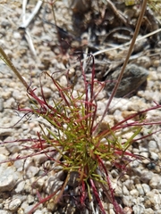 Malacothrix glabrata