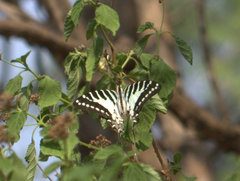 Graphium nomius