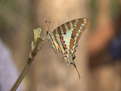 Graphium nomius