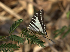 Graphium nomius