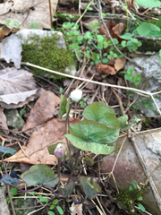 Jeffersonia diphylla