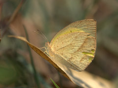 Eurema laeta