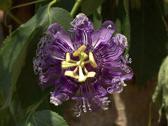 Passiflora incarnata × cincinnata