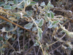 Atriplex suberecta