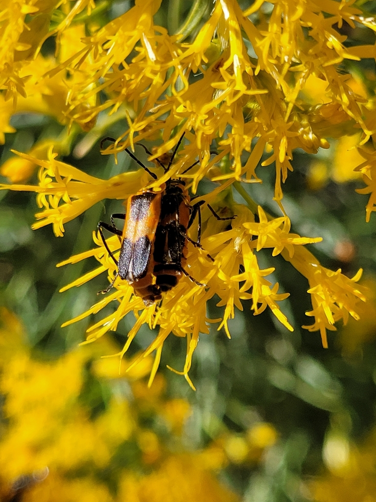 Colorado Soldier Beetle from Meeker, CO 81641, USA on October 5, 2023