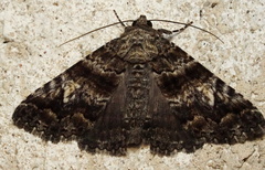 Metria amella