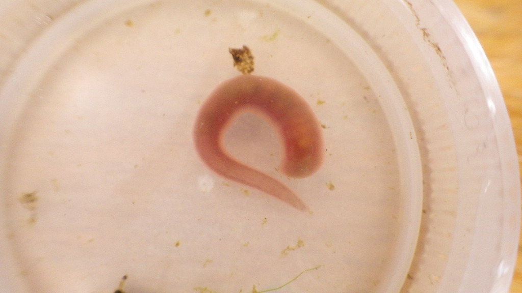 Leeches from Fountainville, PA 18923, USA on October 2, 2023 at 1142