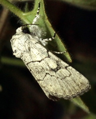 Charadra dispulsa