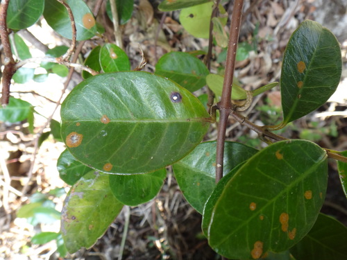 Image of Parsonsia alboflavescens by (c) 呂一起(Lu i-chi), some rights reserved (CC BY)