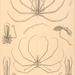 Colossendeis angusta - Photo 
Mohn, Henrik, b. 1835;
Sars, G. O. (Georg Ossian), 1837-1927;
Friele, Herman, 1838-;

Bonnevie, Kristine, no known copyright restrictions (public domain)