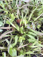 Claytonia parviflora