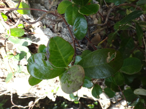 Image of Parsonsia alboflavescens by (c) 呂一起(Lu i-chi), some rights reserved (CC BY)