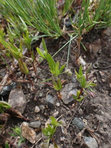 Image of Galium bifolium by no rights reserved
