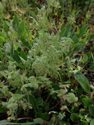 Image of Nemophila breviflora by no rights reserved