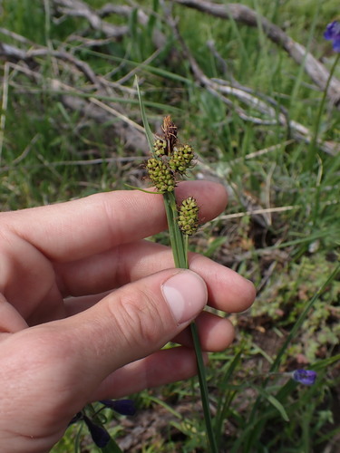 Image of Carex raynoldsii by no rights reserved
